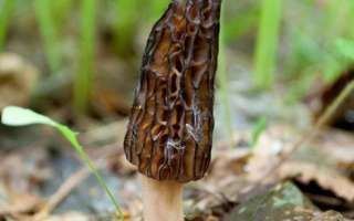 Chanterelles: photos, appearance, places of growth, collection time, poisoning