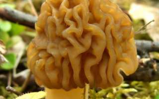Mushroom cap: photo and description, edibility