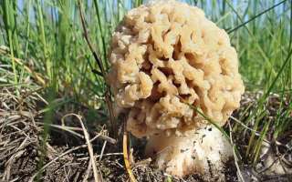 Hribi de stepă ciuperci: fotografii și descriere