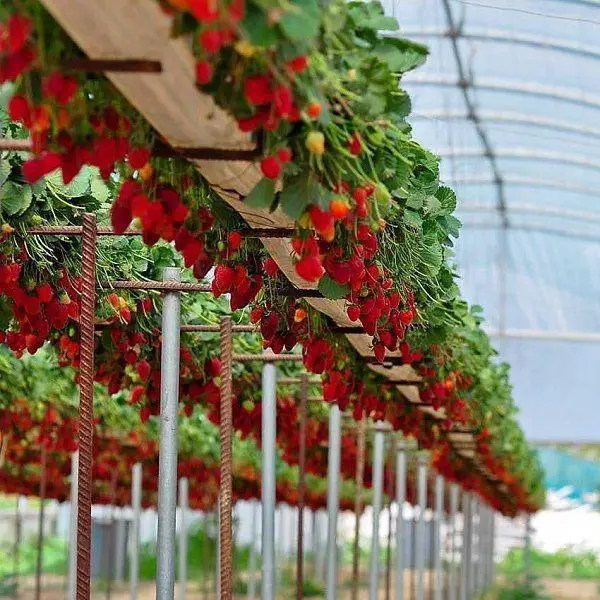 16 best ideas for a strawberry garden